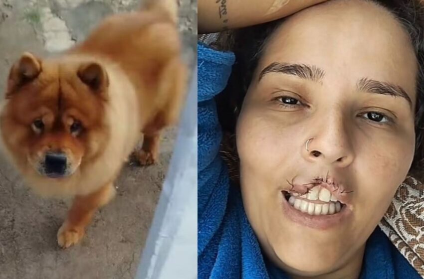  Cachorro chow-chow arranca lábio de tutora e é submetido a eutanásia em Ji-Paraná