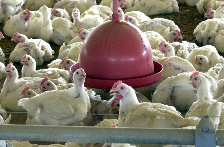  Albânia, Namíbia e Índia suspendem importação de frango do Brasil