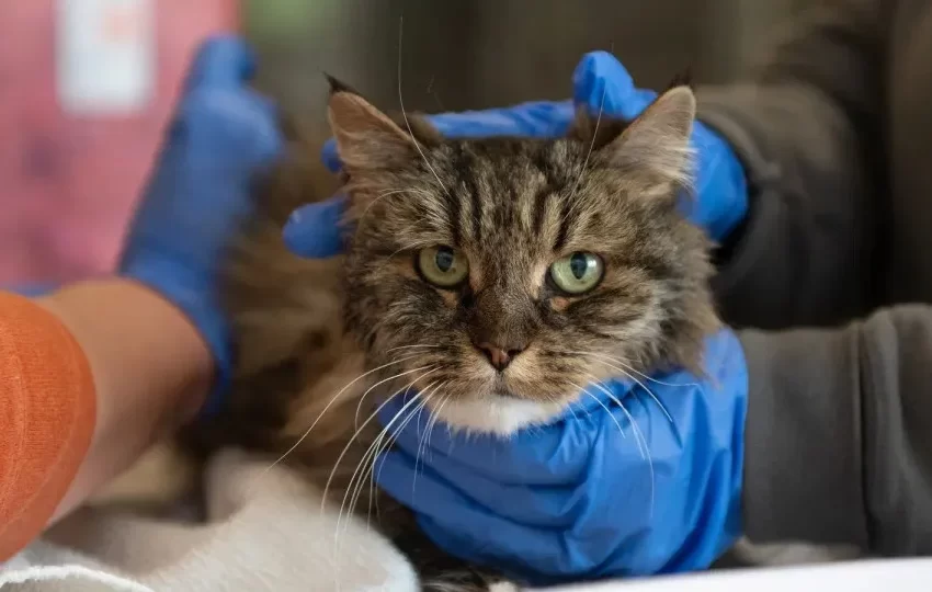  Gata é única sobrevivente de queda de 116 metros em desfiladeiro nos EUA