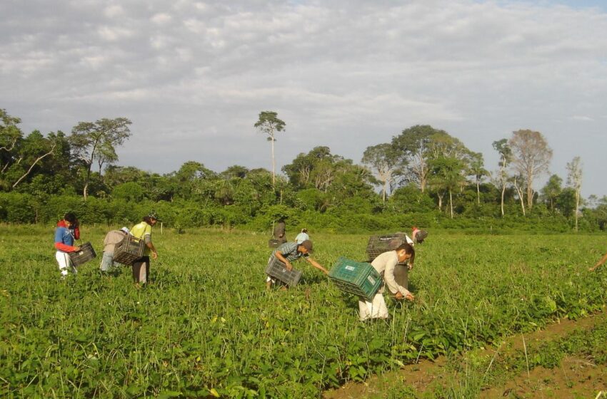  CMN reduz para R$ 200 mil limite de enquadramento no Proagro