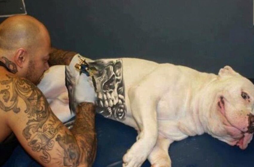  Governo sanciona lei que proíbe tatuagens e piercings em cães e gatos