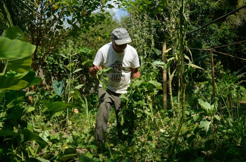  Edital seleciona 36 projetos para fortalecer agricultura familiar