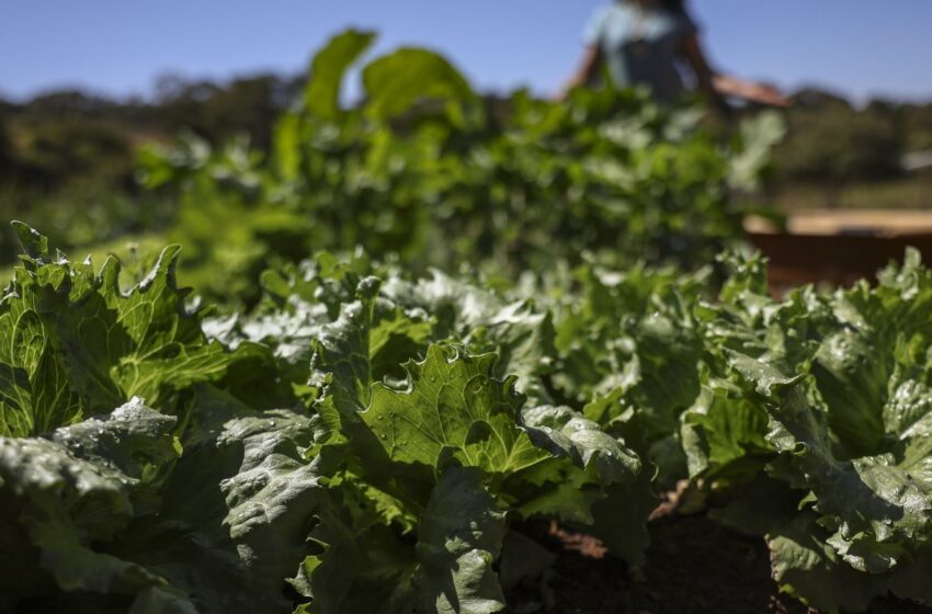  Parceria destina R$ 299 milhões para agricultura familiar na Bahia