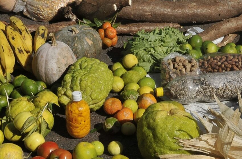  Empréstimo do BNDES para o Plano Safra será recorde de R$ 70 bilhões