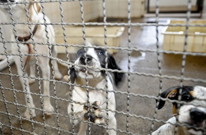 Projeto aprovado na Câmara proíbe uso de animais em testes cosméticos