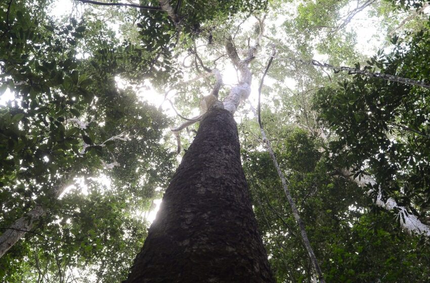  Brasil espera mobilização de Brics para resultados ambiciosos na COP30