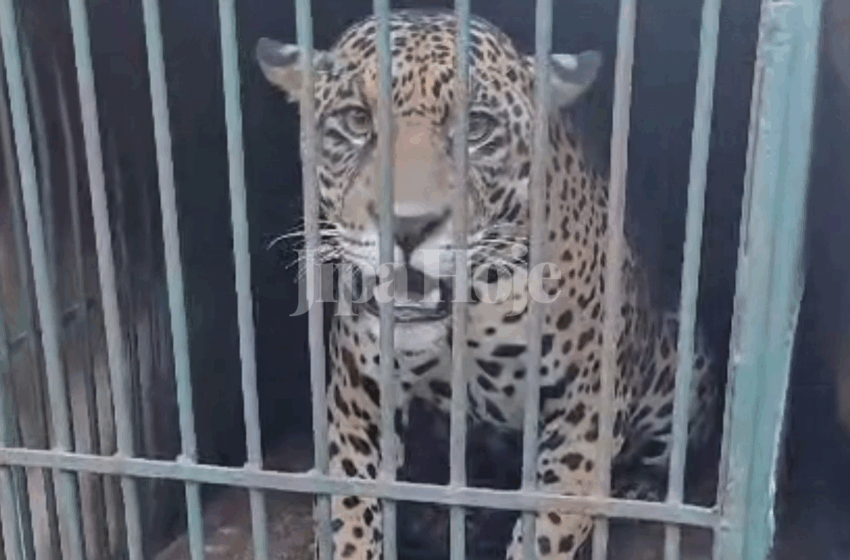  Onça-Pintada que Circulava em Ji-Paraná é Capturada em Operação