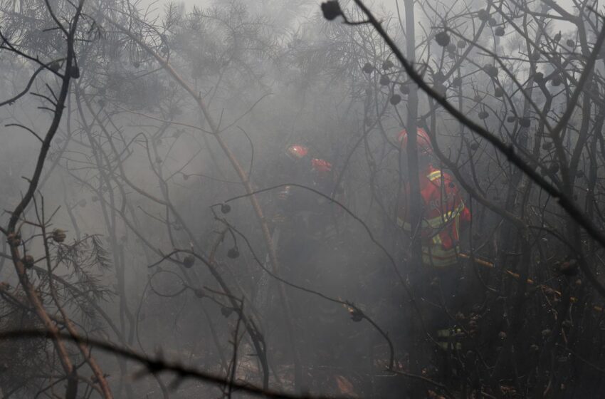  UE: incêndios florestais já queimaram mais de 1 milhão de hectares
