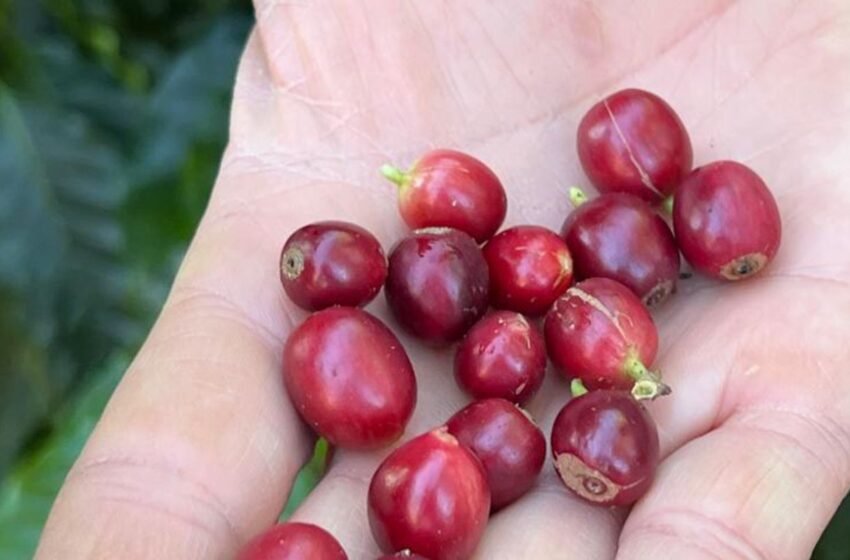  China habilita 183 empresas brasileiras a exportar café para o país