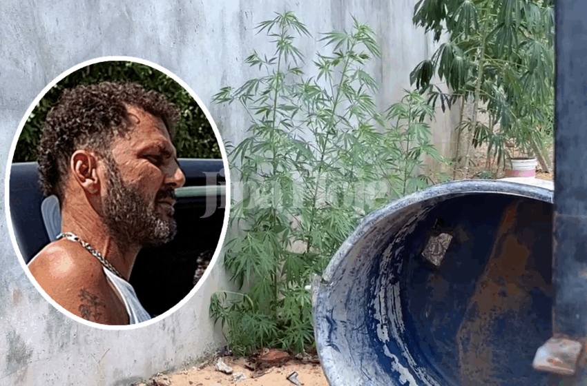  Polícia Acha Plantação de Maconha ao Rastrear Celular Roubado em Jipa