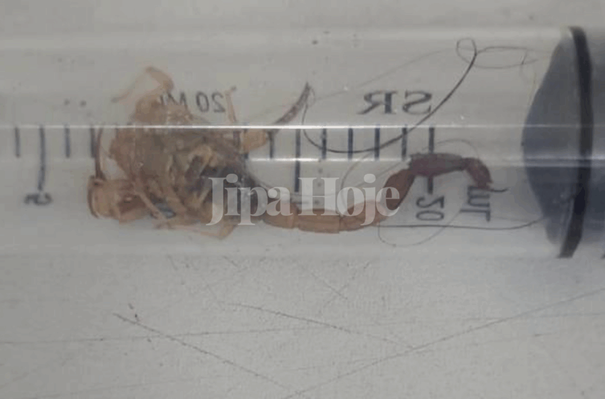  Pacientes Denunciam Infestação de Escorpiões no Hospital Heuro