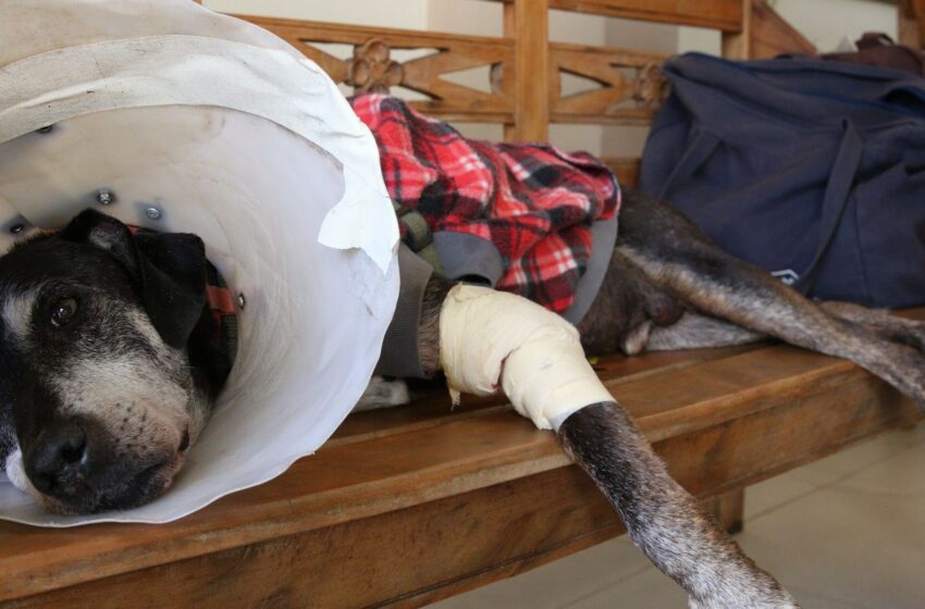  Câmara aprova projeto que tipifica exercício ilegal da veterinária