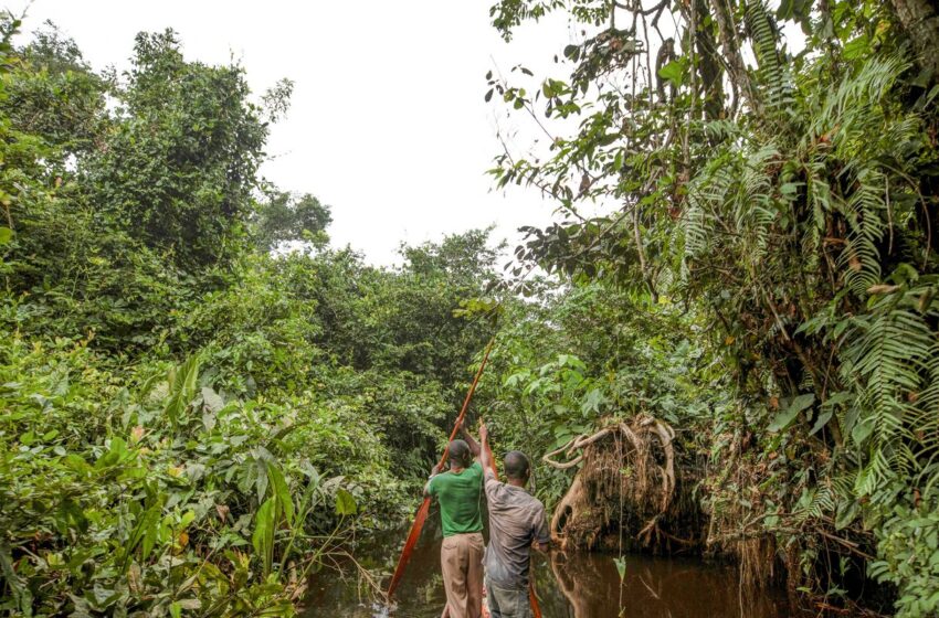  França lidera ação de US$ 2,5 bilhões para proteger floresta do Congo
