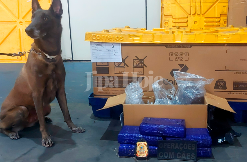  Polícia Intercepta Encomenda com 5,6 kg de Maconha nos Correios de Ji-Paraná