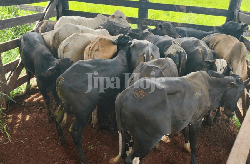  Polícia Localiza Gado Furtado Escondido em Fazenda de Cacoal