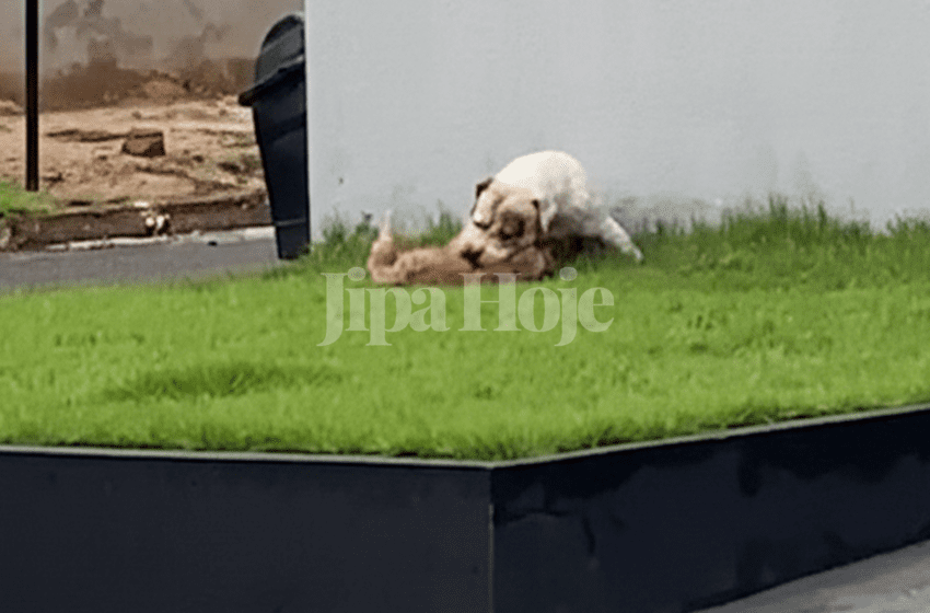  Ataque de Pitbull em Cacoal Deixa Cachorro de Pequeno Porte em Estado Crítico na UTI