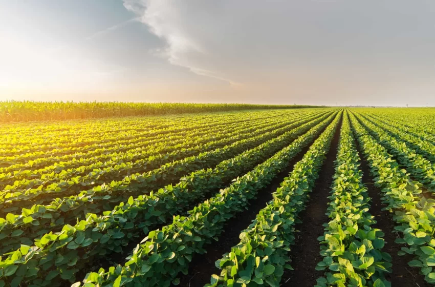  IBGE prevê safra recorde de 346 milhões de toneladas em 2025