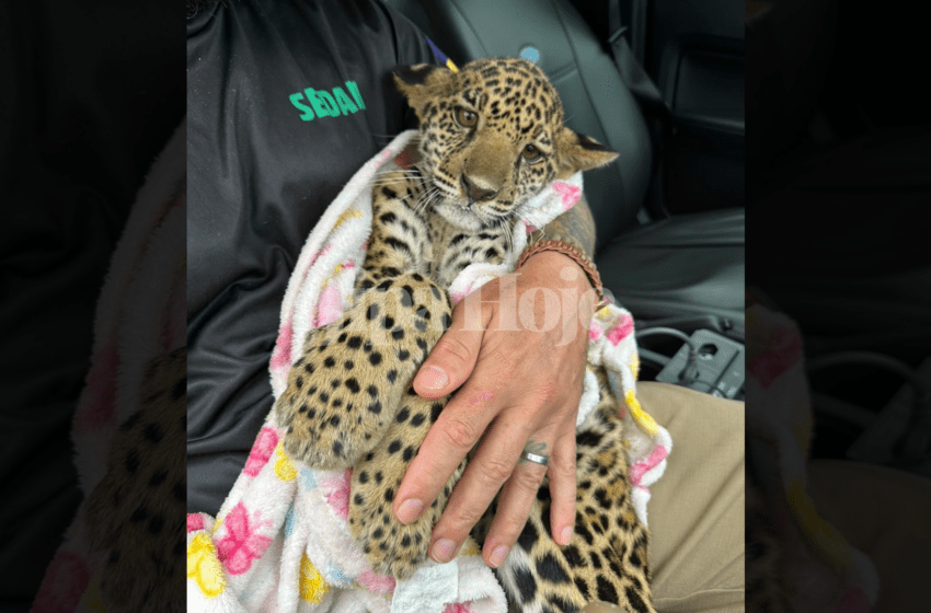  Filhote de Onça-Pintada é Resgatado em Estado Debilitado em Machadinho do Oeste