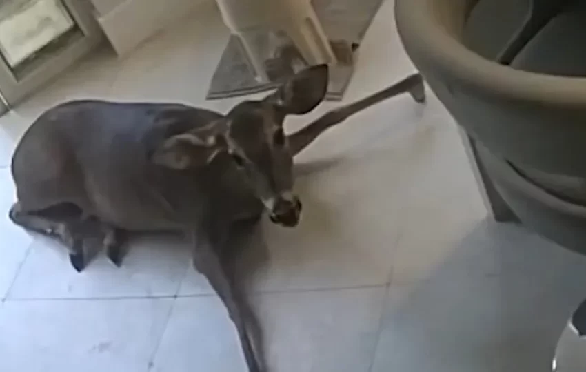  Casa invadida pela janela da sala na Florida. O criminoso? Um veado