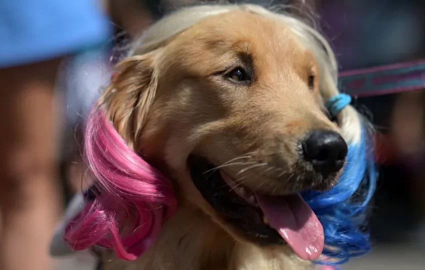  No Brasil, ninguém fica de fora do Carnaval. Eis as imagens do Blocão