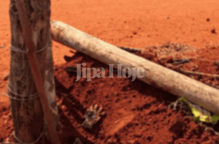  Trabalhador de 25 Anos Morre após Palanque de Madeira Cair sobre Sua Cabeça em Ji-Paraná