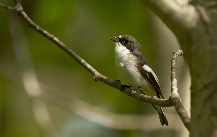  Trocar de parceiro aumenta o sucesso reprodutivo do papa-moscas-preto