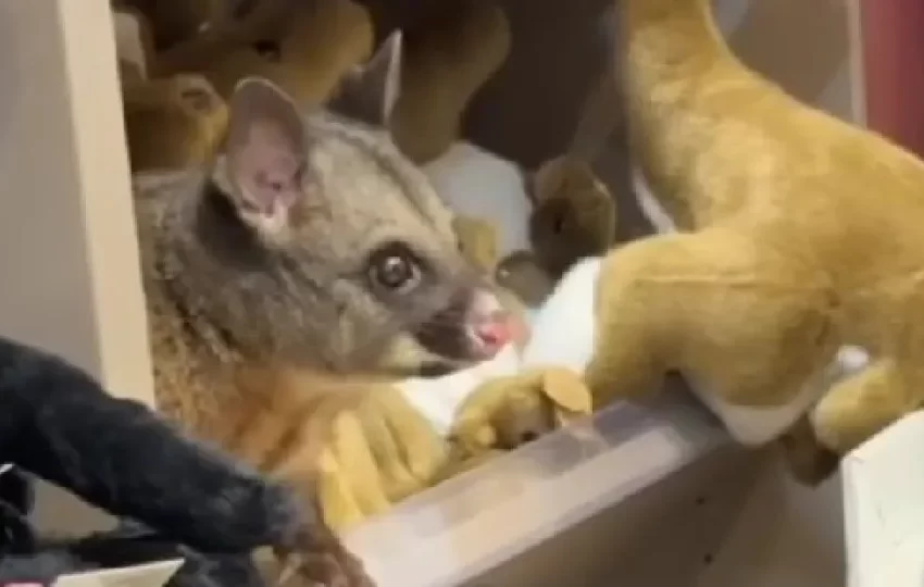  Gambá (real) é encontrado entre peluches de loja na Austrália. Ora veja