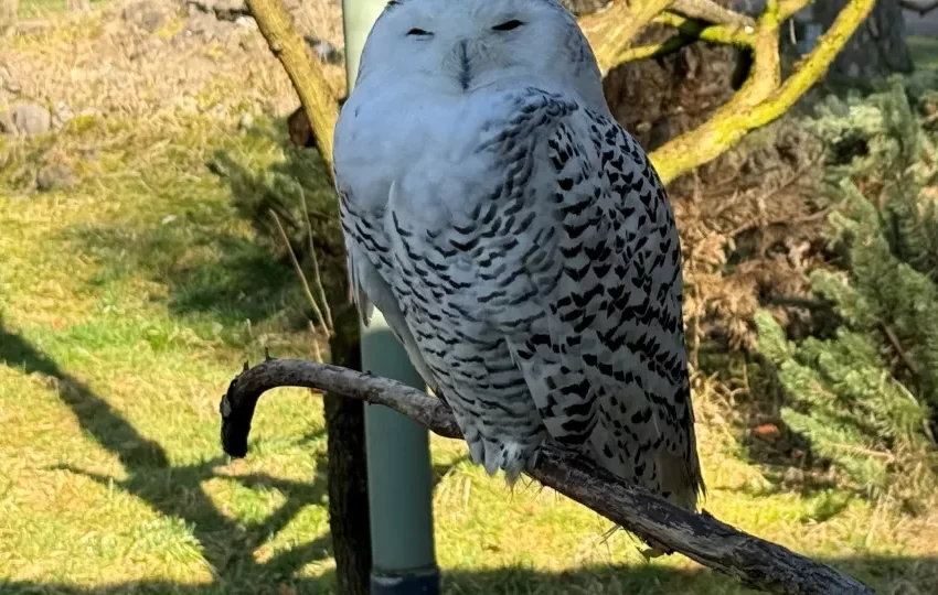  Mais 40 espécies migratórias protegidas por convenção da ONU