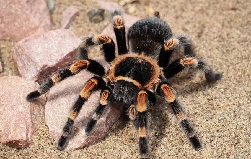  Mulher esquece-se de caixa com 20 tarântulas vivas em comboio na Alemanha