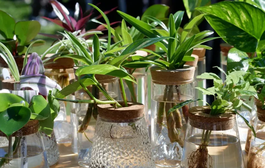  Nova fotossíntese foi mecanismo que salvou plantas da maior extinção em massa