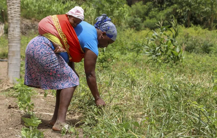  Agricultores pedem investimento para oásis de Cabo Verde não esmorecer