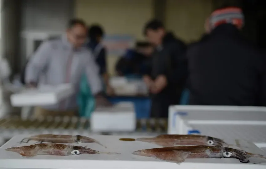  Investigação revela: Pesca de lula é destrutiva em três oceanos