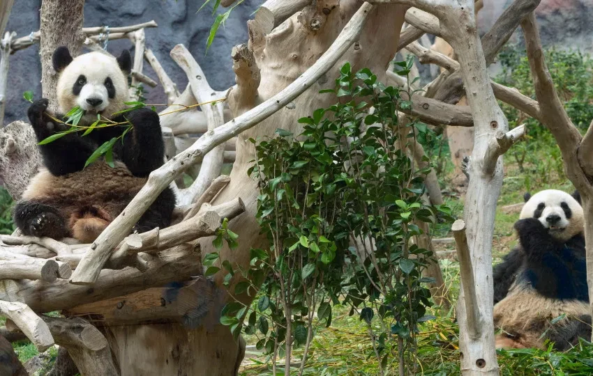  Primeiros pandas nascidos em Macau deixam a região em outubro