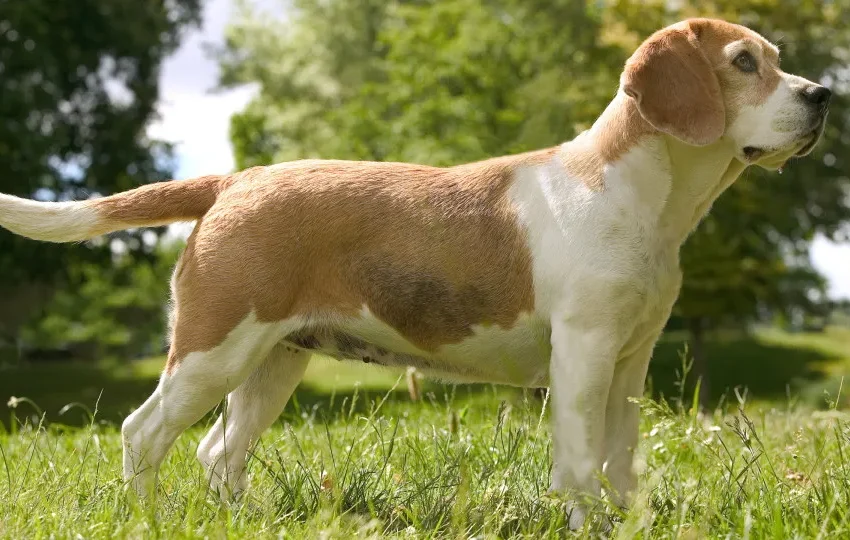  Protestos em centro de investigação de beagles nos EUA e cães resgatados