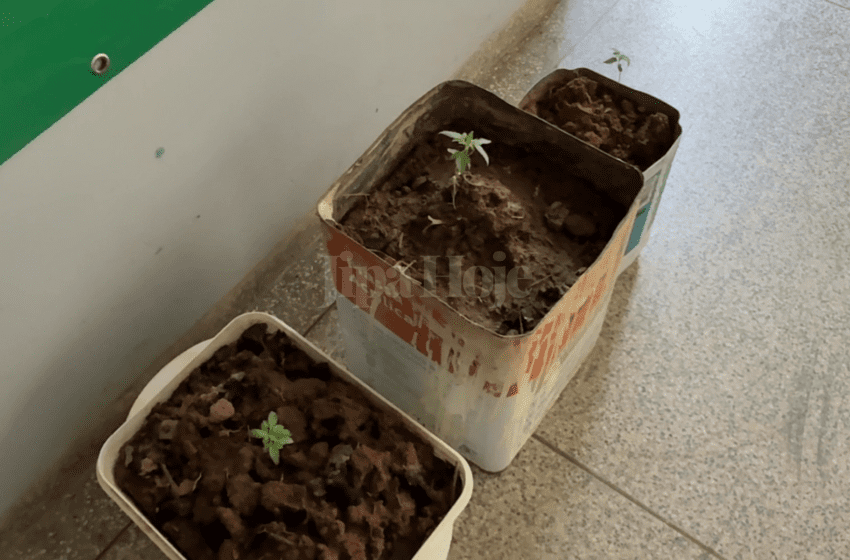  Jovem Tenta Fugir da Polícia Após Ameaçar a Própria Mãe e Acaba Preso com Pés de Maconha em Ji Paraná