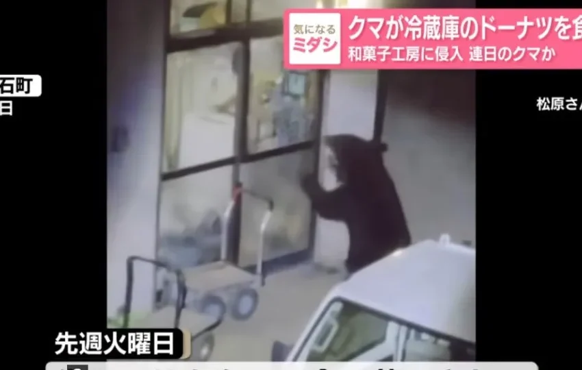  Urso invade casas e serve-se de comida no Japão. Autoridades procuram-no