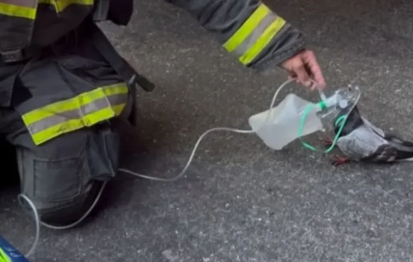  Bombeiros de Oakland dão oxigénio a pombo após incêndio – e há imagens
